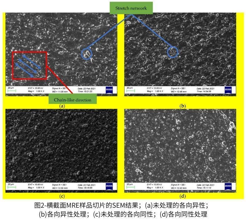 圖2-橫截面MRE樣品切片的SEM結(jié)果；(a)未處理的各向異性；(b)各向異性處理；(c)未處理的各向同性；(d)各向同性處理